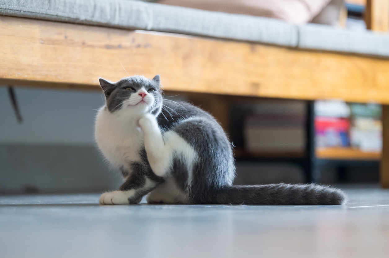 Cat Losing Hair? Here's Why PetMD